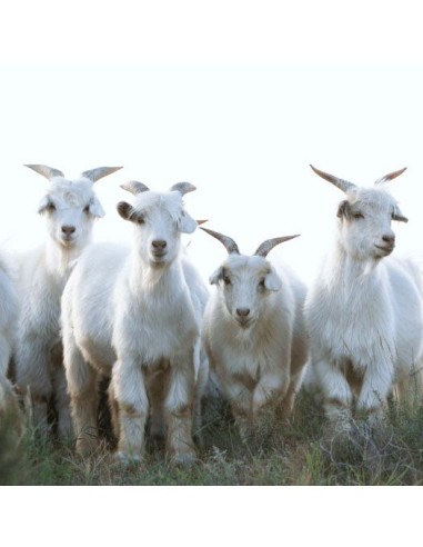 PANTAJOGGING UNISEX IN 100% CASHMERE "REBECCA"