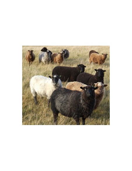 MAGLIONE UOMO IN PURA LANA SHETLAND NON TINTO