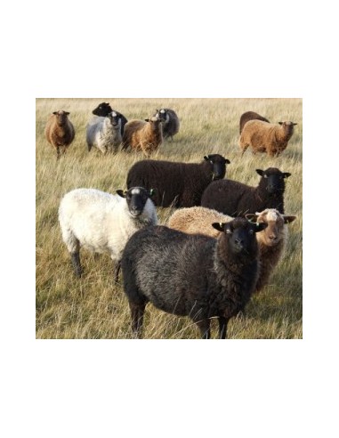 MAGLIONE UOMO IN PURA LANA SHETLAND NON TINTO