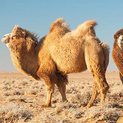 LANA DI YAK E CAMMELLO